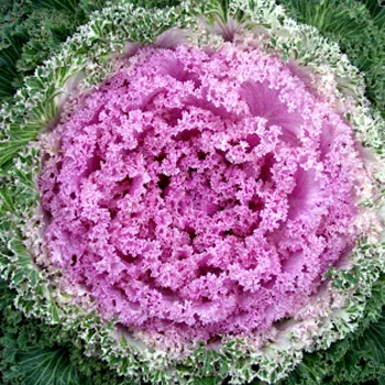 Flowering Kale
